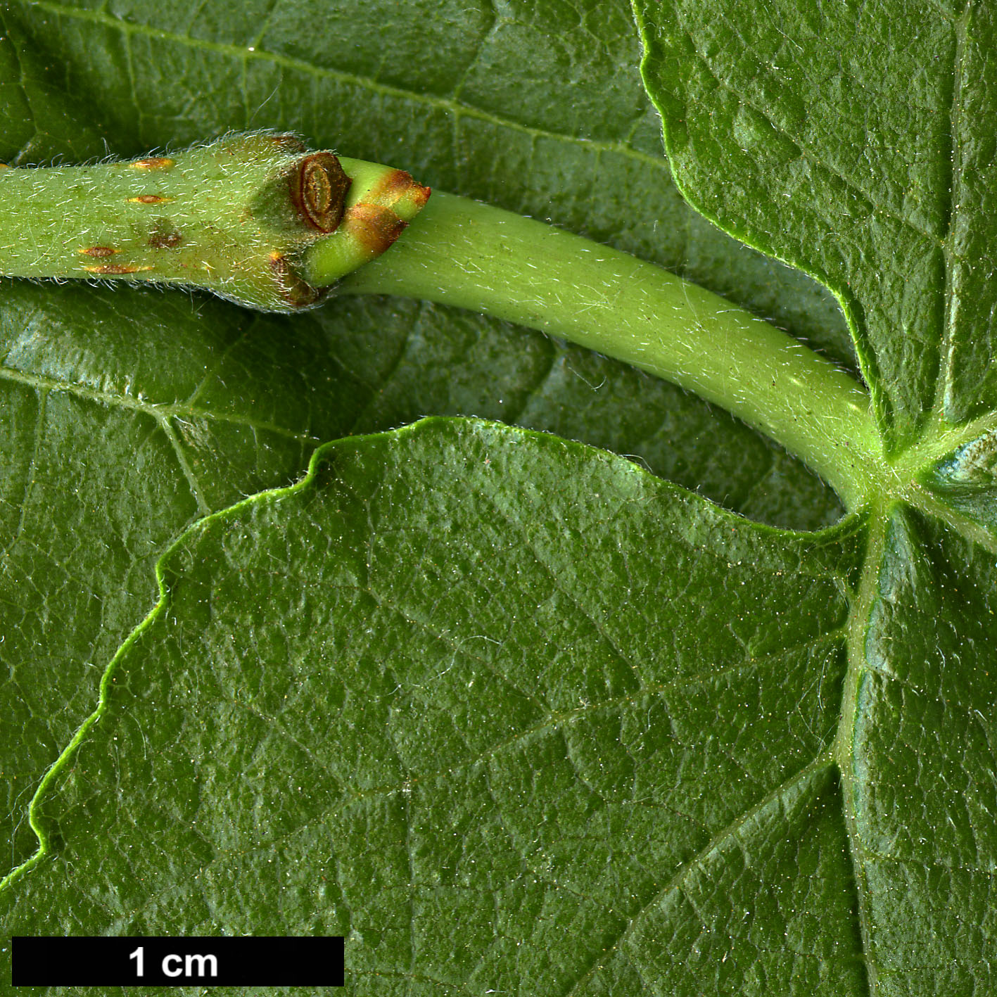 High resolution image: Family: Moraceae - Genus: Morus - Taxon: nigra 